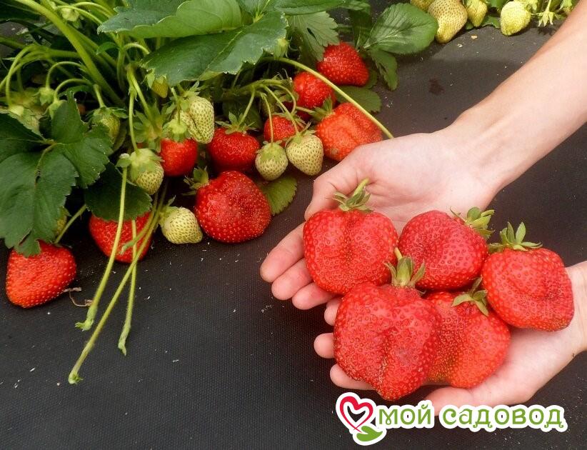 Клубника Адрия - описание, характеристики, правила выращивания и фото, отзывы садоводов Клубника Адрия: описание и характеристики, правила выращивания и фото, отзывы